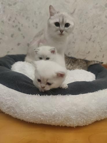 şinşilla pisik: Şinşilla — 2