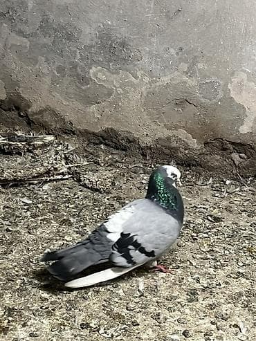 qara baş quşlar: Goy agbas saglam qizgin erkekdi. Unvan sabuncu barter ederem goy ya — 3