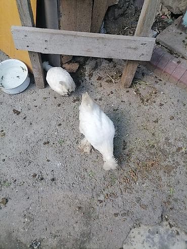 toyuq dami: Toyuq, Yumurtalıq, Ünvandan götürmə — 2