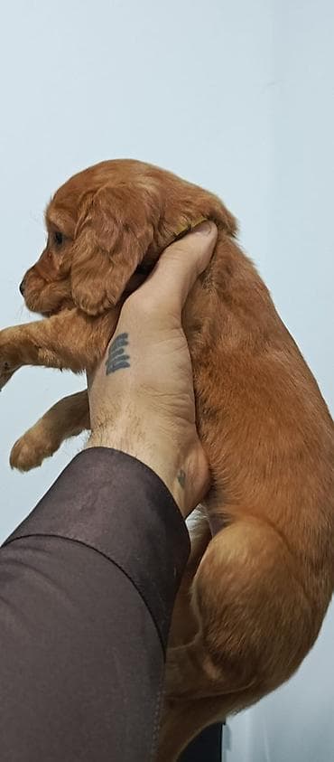 en ucuz itler: Koker spaniyel, 1 ay — 2