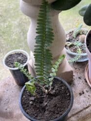 yeni il şənliyi 2022: Xalça — 47