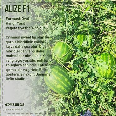 boy aynasi: Məhsul: ALIZE F1 hibrit qarpız toxumu və məhsulu Xüsusiyyətlər: - — 2