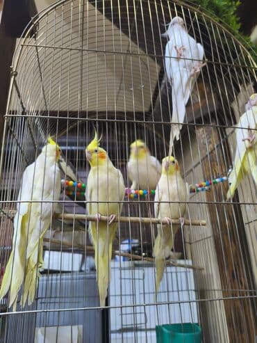 İtlər: Birdə neçə dənə korella quşu var. Onların rəngləri sarı, ağ və açıq — 1
