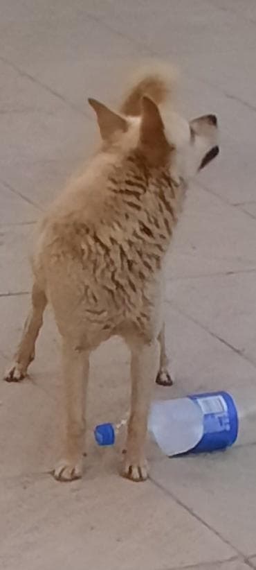 it ve qiz sekilleri: Sevimli, xırda ölçülü it – krem rəngli, qulaqları dik, quyruğu tüklü — 2