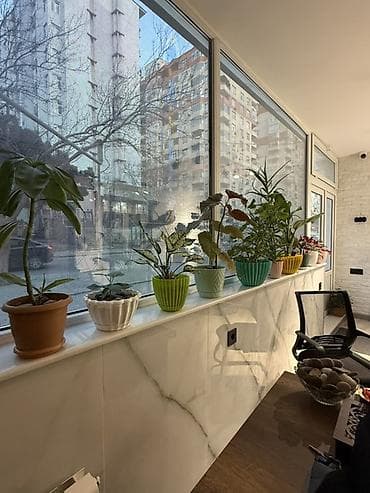 Daxili otaq bitkiləri kolleksiyası - Müxtəlif dekorativ ev bitkiləri