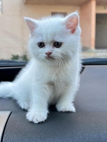 siyamski pişik: Tam ağ tüklü pişik balaları - Cinsi: Shotland & Şinşilla ev — 7