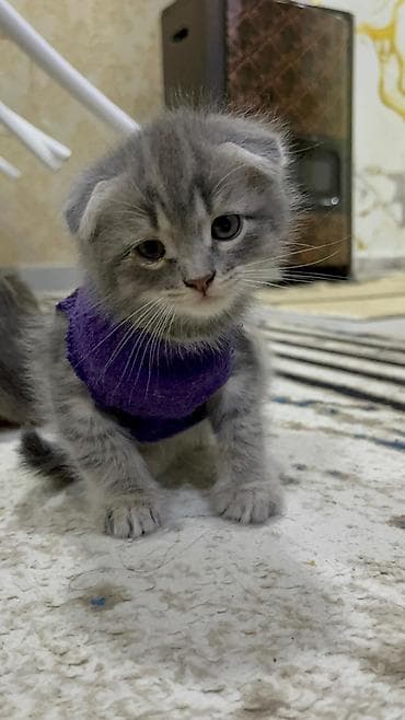 Şotland lalafo.az -da Şotland