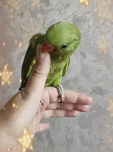 karella quş: Yeme teze teze duwur isdeyen telessin 6 deneden cemi 3 dene qaldi — 1
