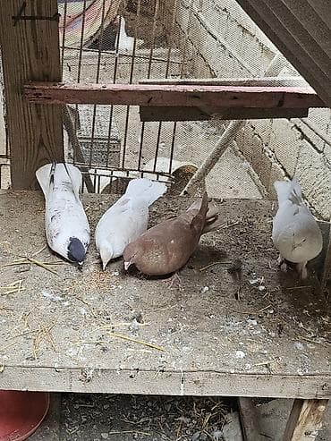 ağ göyərçin: Salam. 4 dənə göyərçindi tam sağlamdılar heçbir xəsdəlikləri yoxdur — 7