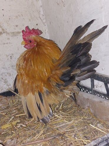 ağdam xoruz: Miniatür dekorativ xoruz - Cins: bantam tipli dekorativ xoruz (mini — 2