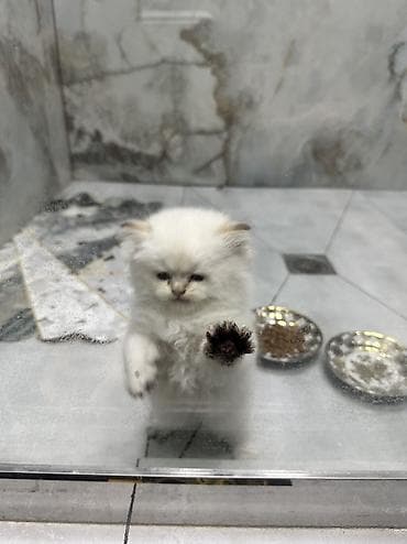 Животные: Шиншилла, Самка — 3
