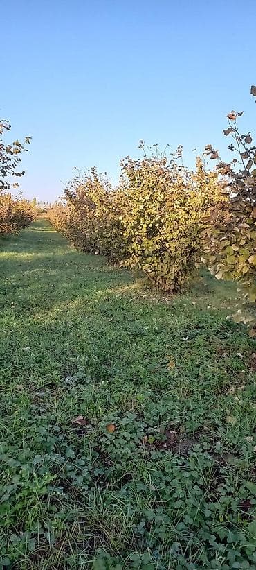 lökbatan torpaq: 166 sot, Kənd təsərrüfatı, Mülkiyyətçi, Kupça (Çıxarış) — 6