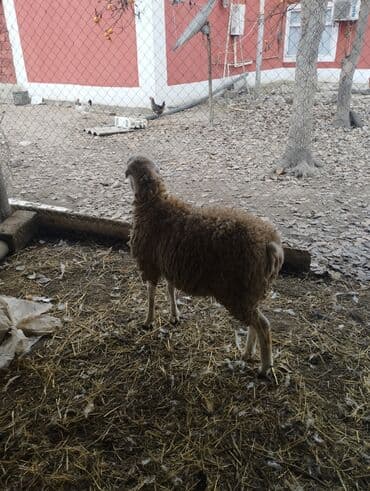 Gəmiricilər: Hər ikisi cins quzlaridir iksdə dişdir 5-6 aylıq quzlardir qiyməti — 11