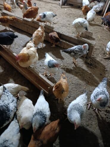 toyuq yuvasi: Toyuq cücələri, Damazlıq, Ödənişli çatdırılma — 6