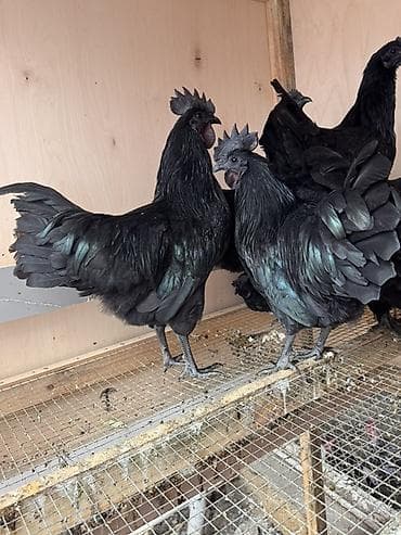 Akvariumlar: Orjinal qan.Ayam cemani Ailəsi satılır.2xoruz 8fərədir.Ən az 1+4 kmi — 5
