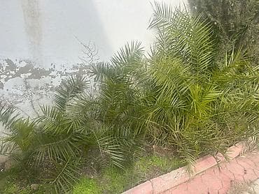 badam agaci satisi: Dekorativ xurma kolları (ofset pöhrələr) - Bitki: Xurma palmalarının — 1