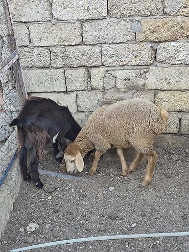 damaz: Salam saglam arpa yonca yeyen heyvanlardı real alıcılar zeng vursun — 2