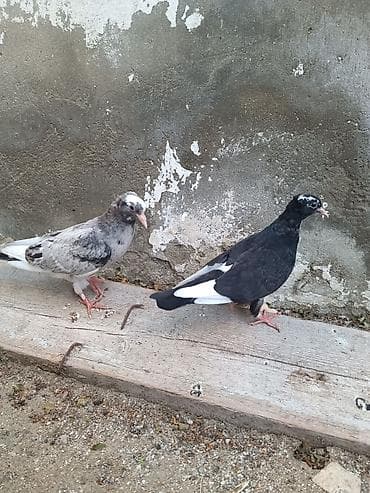tovuz quşu: Satılır. 1ayliq 2dene kekilli çiy balalar. uçan quşların balalarıdi — 1