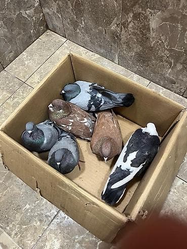 goyərcin satışı: 6 ədəd tutulma göyərçinlər tam sağlamdılar.təcili satılır qiymət 6 — 2