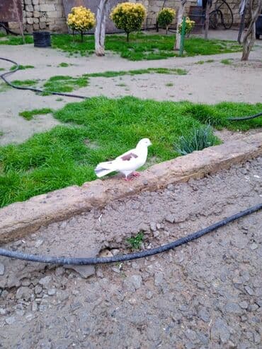 at şampunu qiymeti: Ağ-qəhvəyi rəngli göyərçin - Bədən rəngi ağ, kürək və qanad üstündə — 5