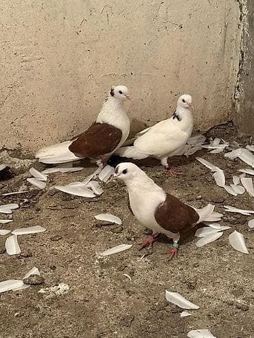 Cüt qırmızı çepler