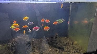 akvarium 90x40x50: Akvaryum komplekti – şüşə akvarium, üst qapaq və LED işıqlandırma ilə — 3