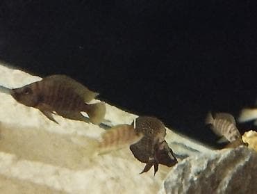 Balıqlar: Cixlid balığı — 9