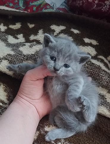 Boz tüklü balaca pişik – yumşaq, qısa və sıx kürkü, mavi-boz gözləri