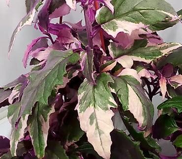 gec bosalmaq ucun bitkiler: Сциндапсус N-Joy — 5