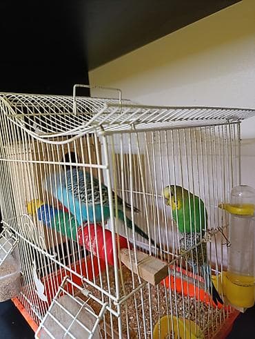 xamyak qefes: 2 ədəd məhəbbət quşları satılır bir fərə bir xoruz qəfəs və yumurta — 3