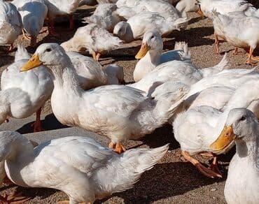 kuban ördek: Dişi, | Kuban, Ətlik, Ünvandan götürmə — 5