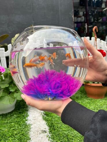 akvarium gəncə: Balıq Akvarium 30₼ — 3