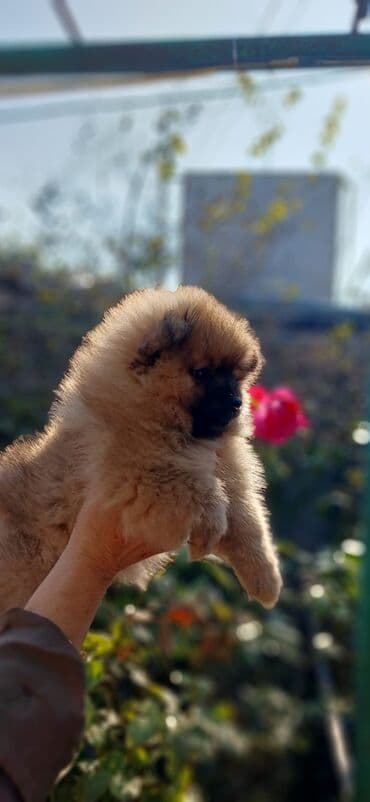 iti qovan: Şpitz, 2 ay, Dişi, Ünvandan götürmə — 6