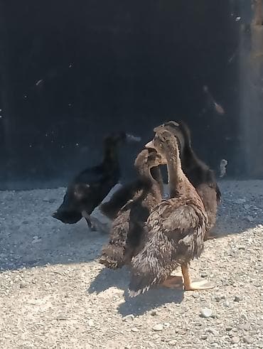 balaca it: Salam Şəkildə gördüyünüz Orginal Ruan və Kayuqa ördək balaları — 3