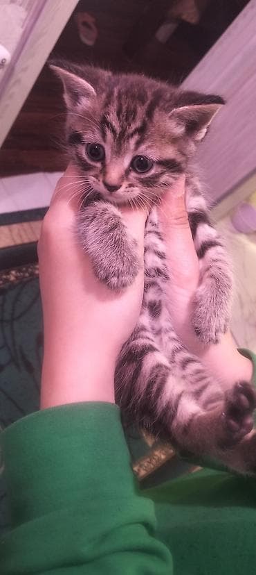 Tabbi, Yaxşı əllərə