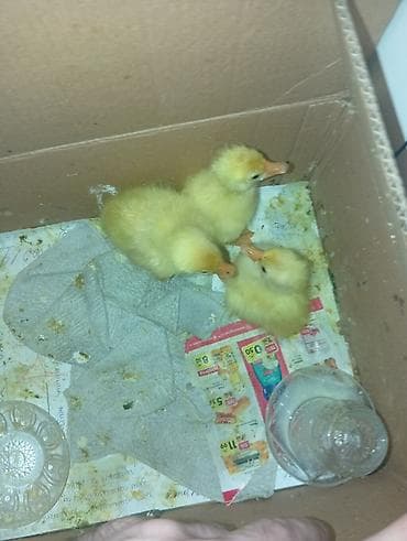 lal ördək balası: Salam, qaz və ördək 🦆 balaları satılır, istəyənlər ancaq votsappa — 1