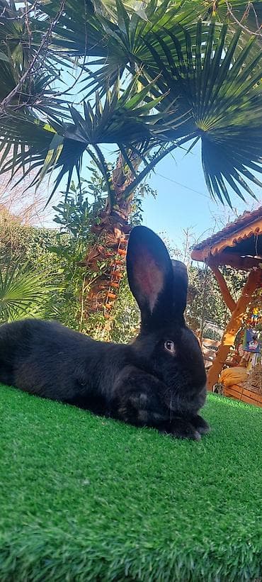 K/t heyvanları üçün mallar: Wekilde gorduyunuz Diwi Rizen satilir qan temiz bir piroblemsiz xaiw — 3