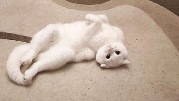 Cütleşdirilir Erkek Scottish Fold 1 yaş 2 aylıqdı