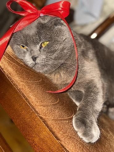 pişik yuvasi: Pulsuzz! Bala garshiliginda cutleshmee — 8