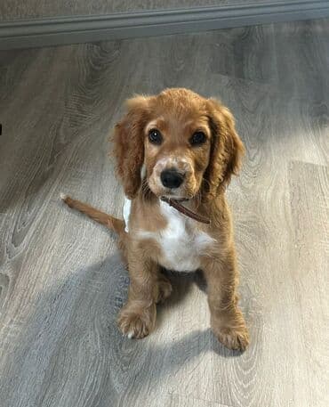 disi it adlari: Koker spaniyel — 1