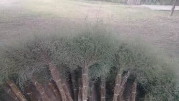 самовар на дровах: Другие растения — 4