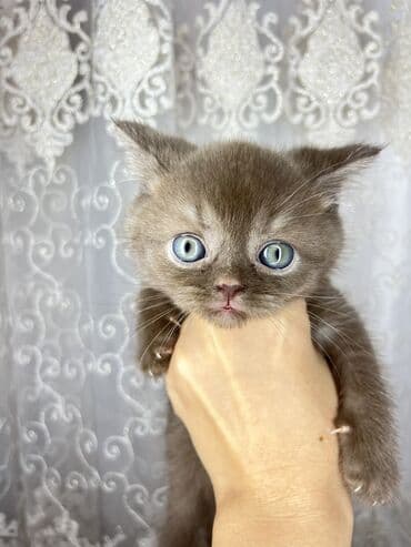 pişik cütleşdirme: Britan, Dişi — 2