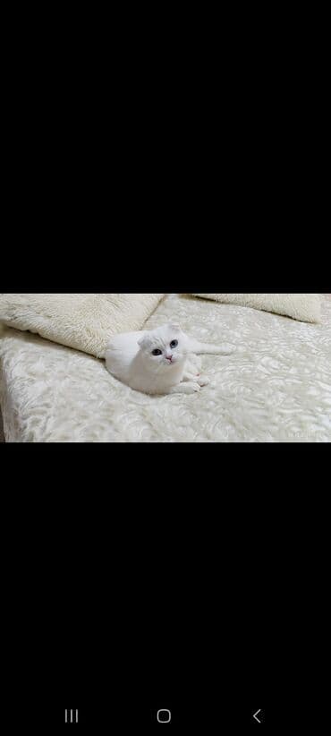 munchkin pişik: Şotland yastı qulaq, Erkək, Yaxşı əllərə — 3