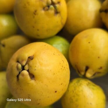 gul toxumlari magazasi: Quava meyvə aqaclari — 1