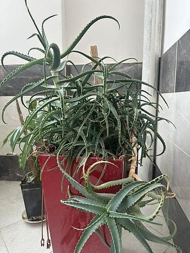 otaq gulləri: 12illik Aloe (sukulent) – iri, kollanmış dekorativ və müalicəvi bitki — 1