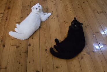 pişik üçün daraq: Şotland, Erkək, Dişi, Yaxşı əllərə, Pulsuz çatdırılma, Ödənişli çatdırılma — 29