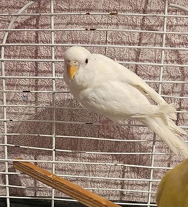 kangal satilik: Albinos dişi bala satılır qiyməti 13 m aşağı yeri yoxdu — 1