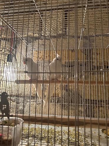 Голуби: Karela qiymet 240 azn 2si cutduler Ağ rəngli nimfa tutuquşuları — 2