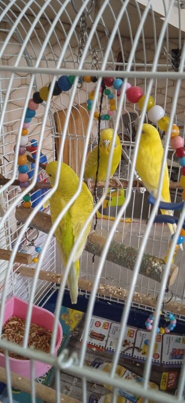 oskar balığı: Popuqay quşlari qəfəslə bir erdə satılır( bir anadır uç bala, qəfəs — 4