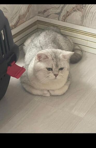 отдам в добрые руки щенка баку 2019: Британская, Самец — 3